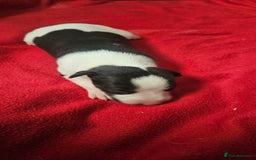 Whippet dogs for sale: KC HEART AND HEALTH TESTED WHIPPETS - Image 12