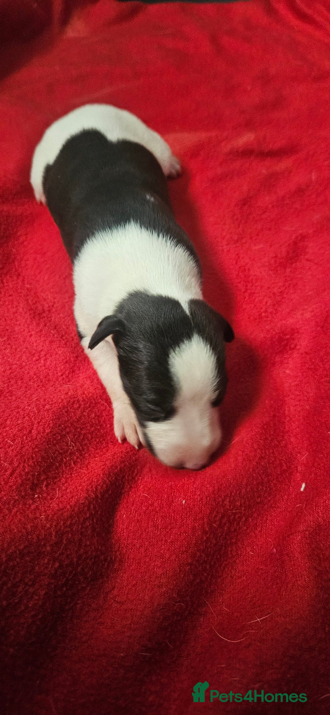 Whippet dogs for sale: KC HEART AND HEALTH TESTED WHIPPETS - Image 12