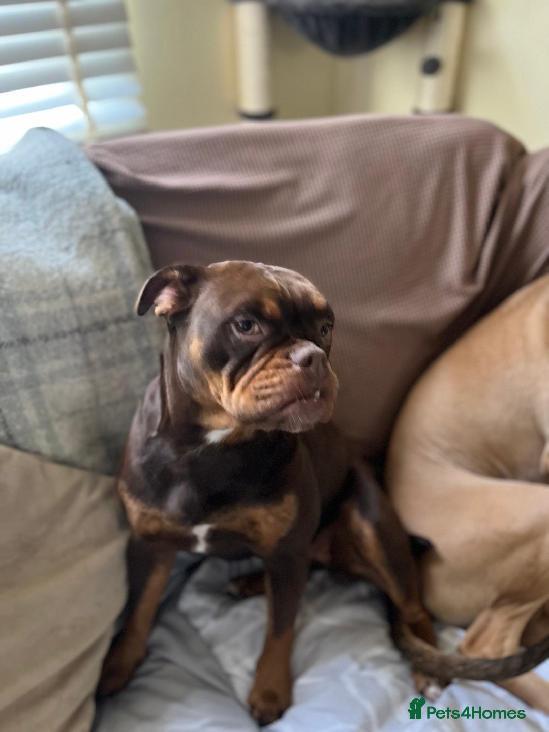 Olde English Bulldogge dogs for sale: Loving oldEngland Bulldog Lookingfor a 4eva Home  - Advert 10