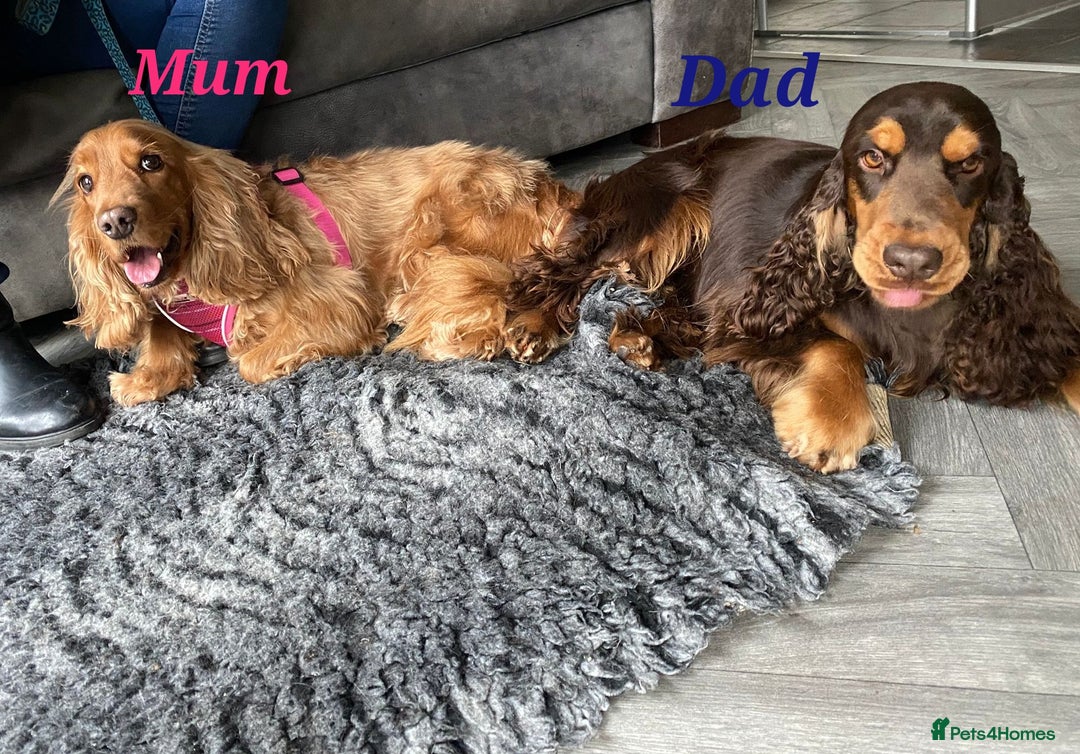 Cocker Spaniel dogs for sale: Stunning KC registered show cocker puppies - Advert 4