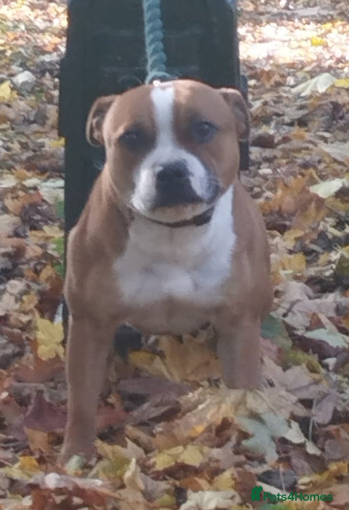 Staffordshire Bull Terrier dogs Ready to go KC REG ,L2HGA clear, 1 girl,1boy left - Advert 12