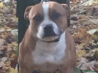 Staffordshire Bull Terrier dogs Ready to go KC REG ,L2HGA clear, 1 girl,1boy left - Advert 12