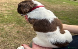 English Springer Spaniel dogs for sale: KC Working Springer Spaniel Puppies - Image 6