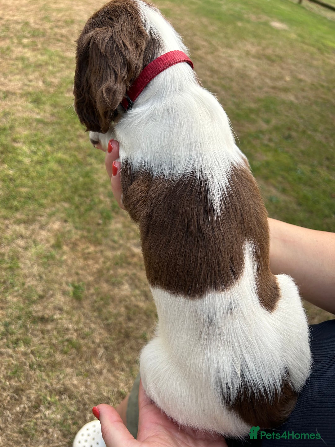 English Springer Spaniel dogs for sale: KC Working Springer Spaniel Puppies - Image 6