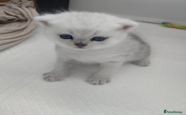 British Shorthair cats - Advert 1