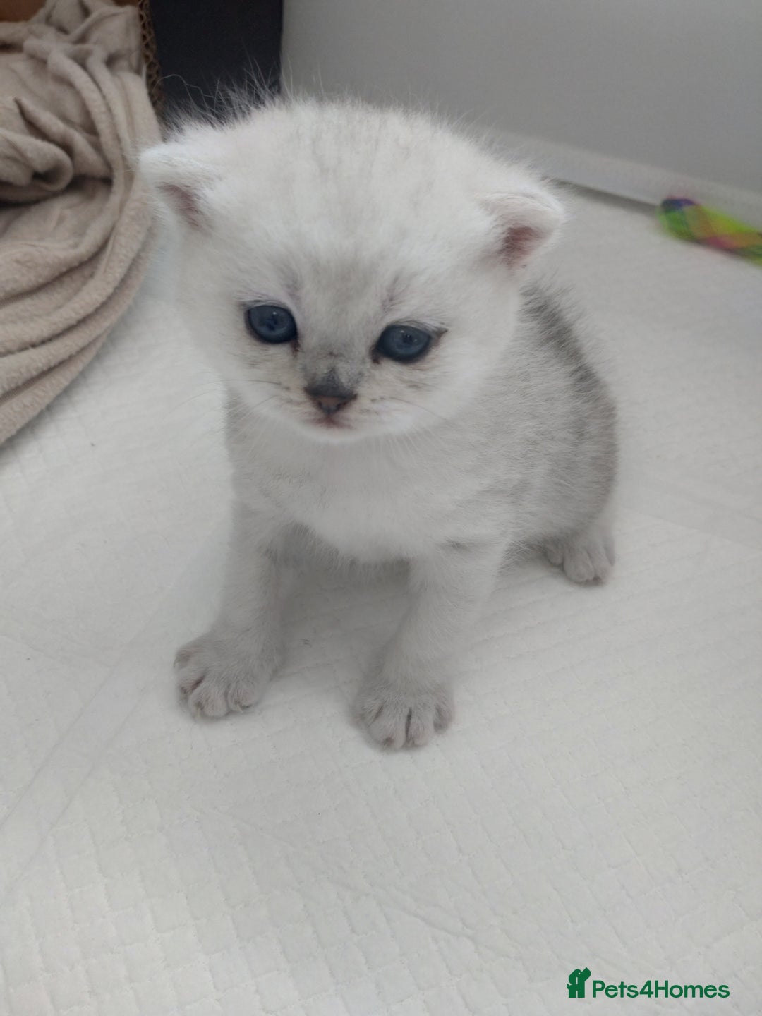 British Shorthair cats for sale: British short hair kittens  - Image 1