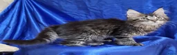 Maine Coon cats for sale: GCCF registered pedigree Maine Coon Kittens  - Advert 27