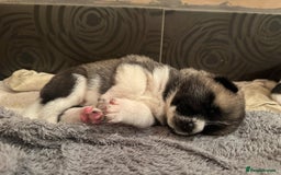 Akita dogs for sale:  Pure Bear-faced American Akita puppies - Image 2