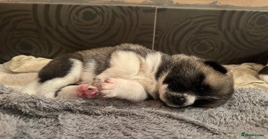 Akita dogs - Advert 11
