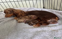 Miniature Dachshund dogs for sale: ‼️ READY NOW‼️ Miniature smooth hair dachshund - Image 5
