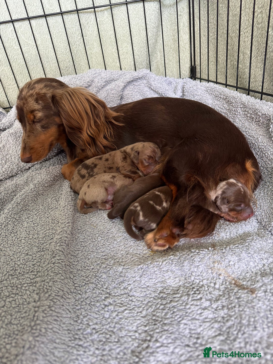 Miniature Dachshund dogs for sale: ‼️ READY NOW‼️ Miniature smooth hair dachshund - Image 5