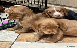 Cocker Spaniel dogs for sale: Cocker spaniel puppies  - Image 3