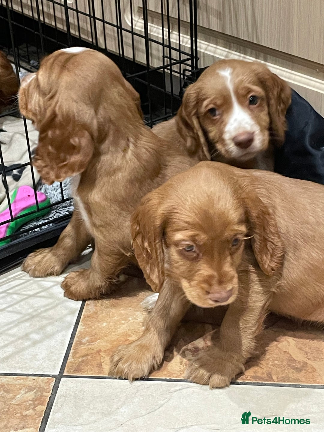 Cocker Spaniel dogs for sale: Cocker spaniel puppies  - Image 3