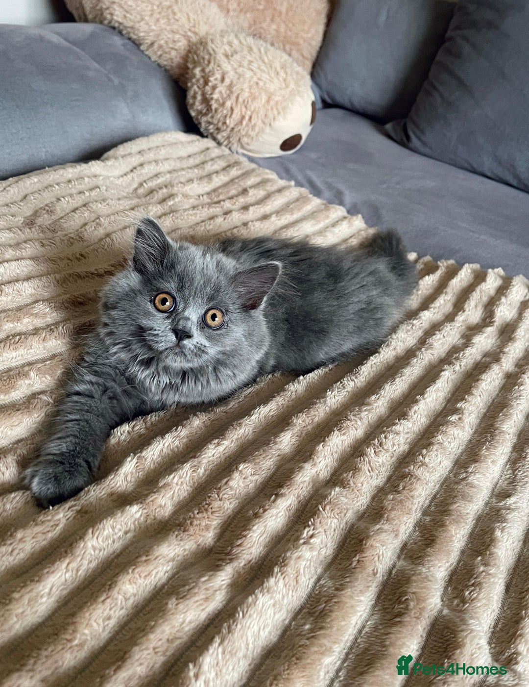 Scottish Fold cats for sale: Scottish fold Longhair - Image 19