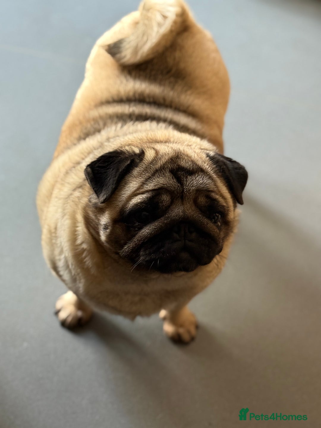 Pug dogs for sale: Grown up pug - Advert 3