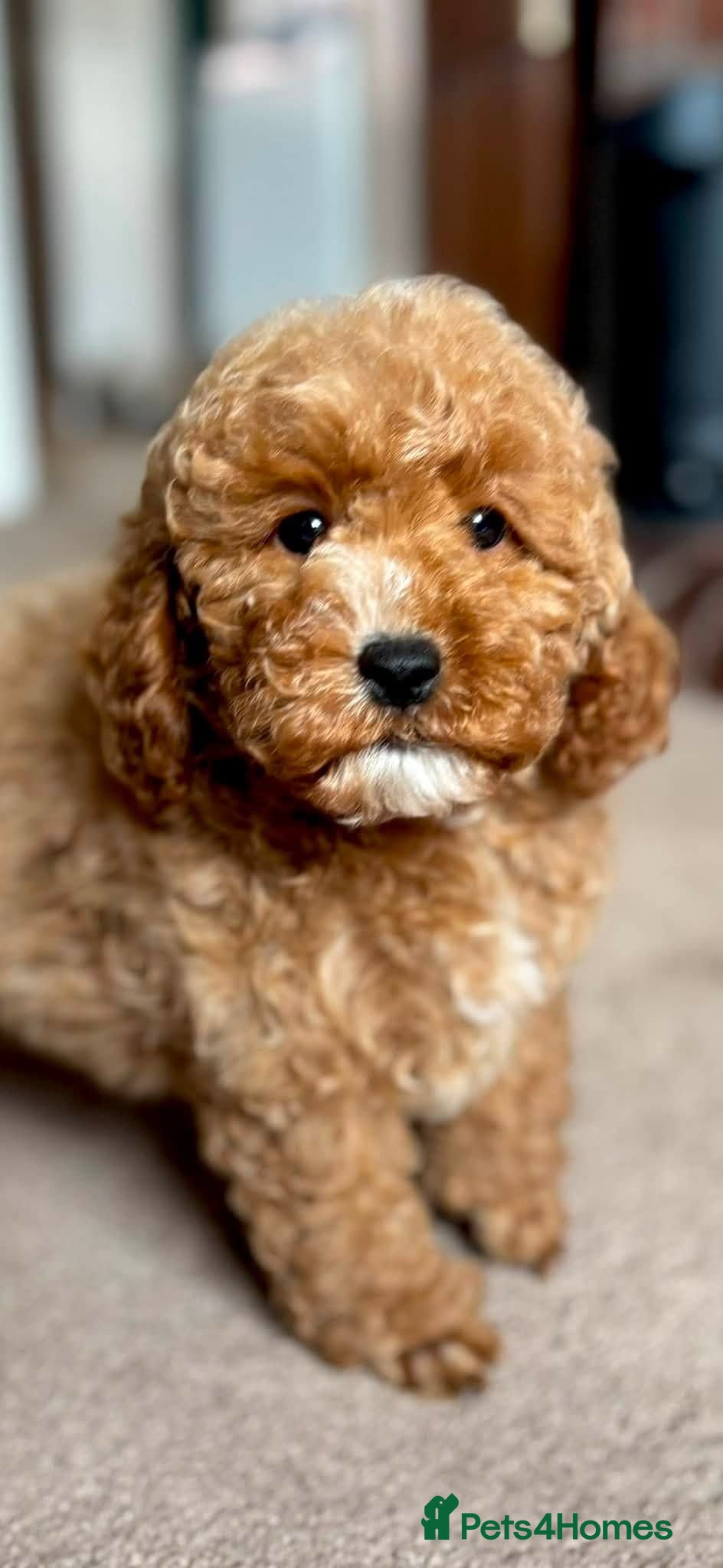 Cockapoo dogs F1b Teddy Bear Cockapoos Ready Now ! - Advert 8