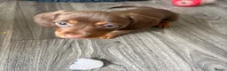Dachshund dogs for sale: Very small miniature dachshund girl - Advert 11