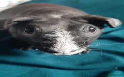 Guinea Pig rodents for sale: Skinny pig female available. - Image 5
