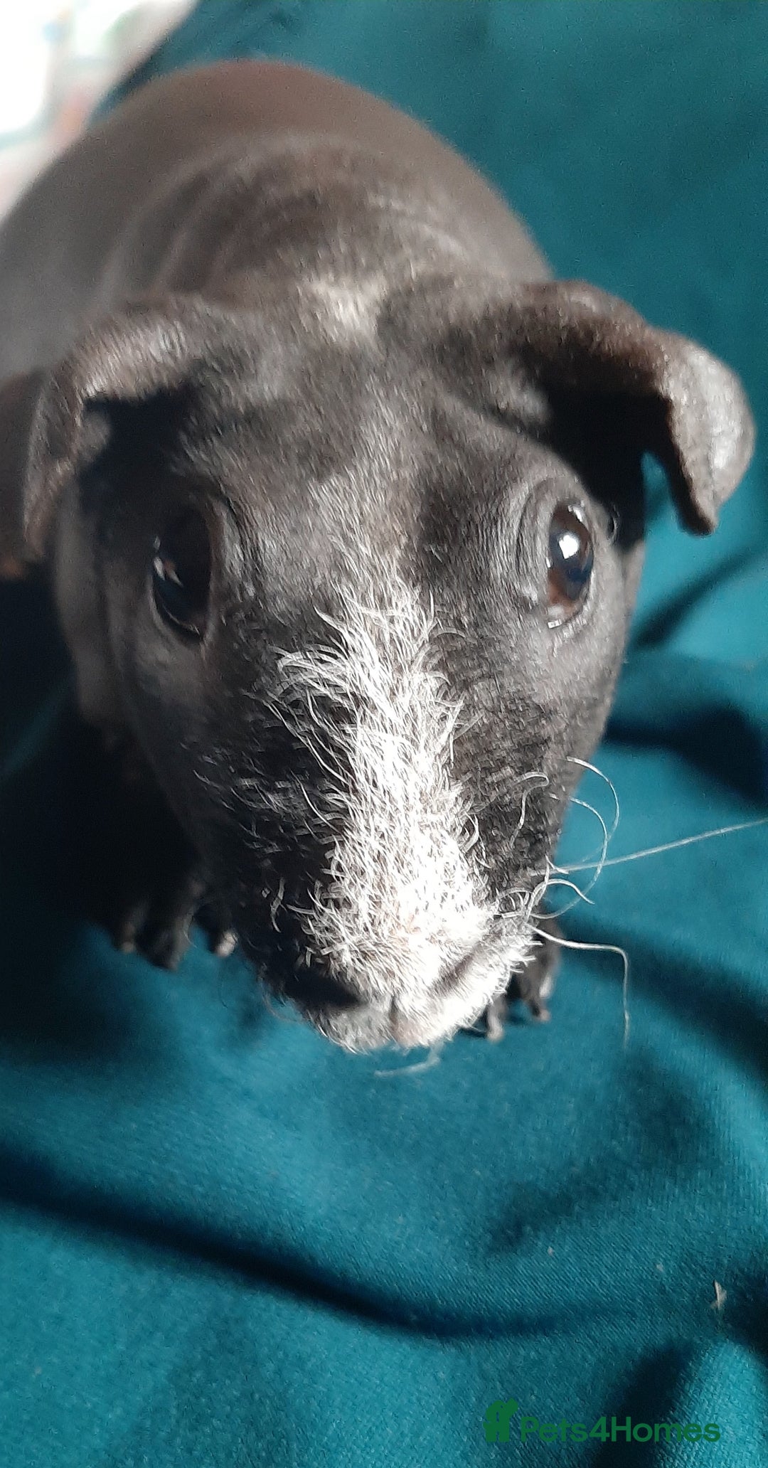 Guinea Pig rodents for sale: Skinny pig female available. - Image 5