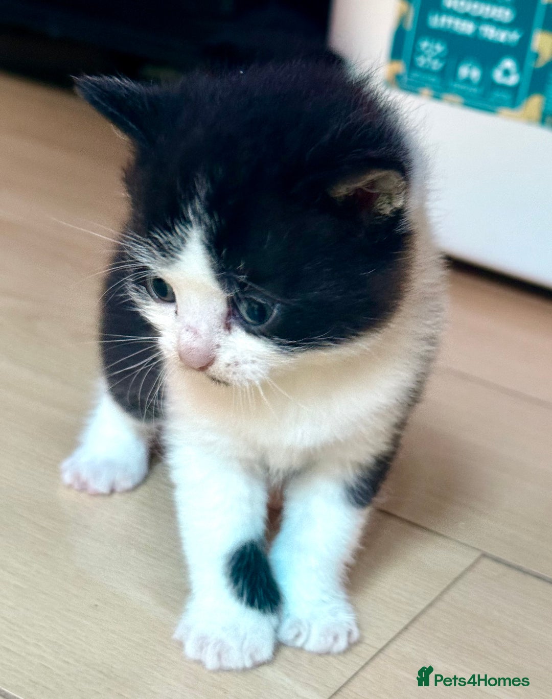 Brazilian Shorthair cats for sale: Kitten 🐈‍⬛  - Image 22