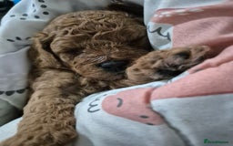Cavapoo dogs for sale: Beautiful red cavapoo babies - Image 4