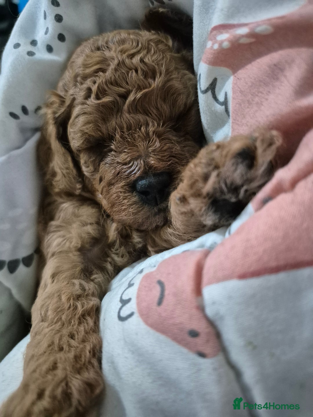 Cavapoo dogs for sale: Beautiful red cavapoo babies - Image 4