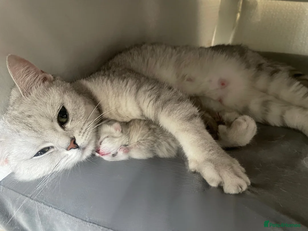 British Shorthair cats for sale: Silver Tipped British Shorthair Kittens - Advert 1