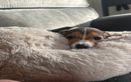 Jack Russell dogs for sale: Jack Russell pups  - Image 18