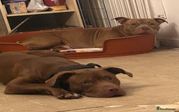 American Bull Staffy dogs for sale: American staffy - Image 3