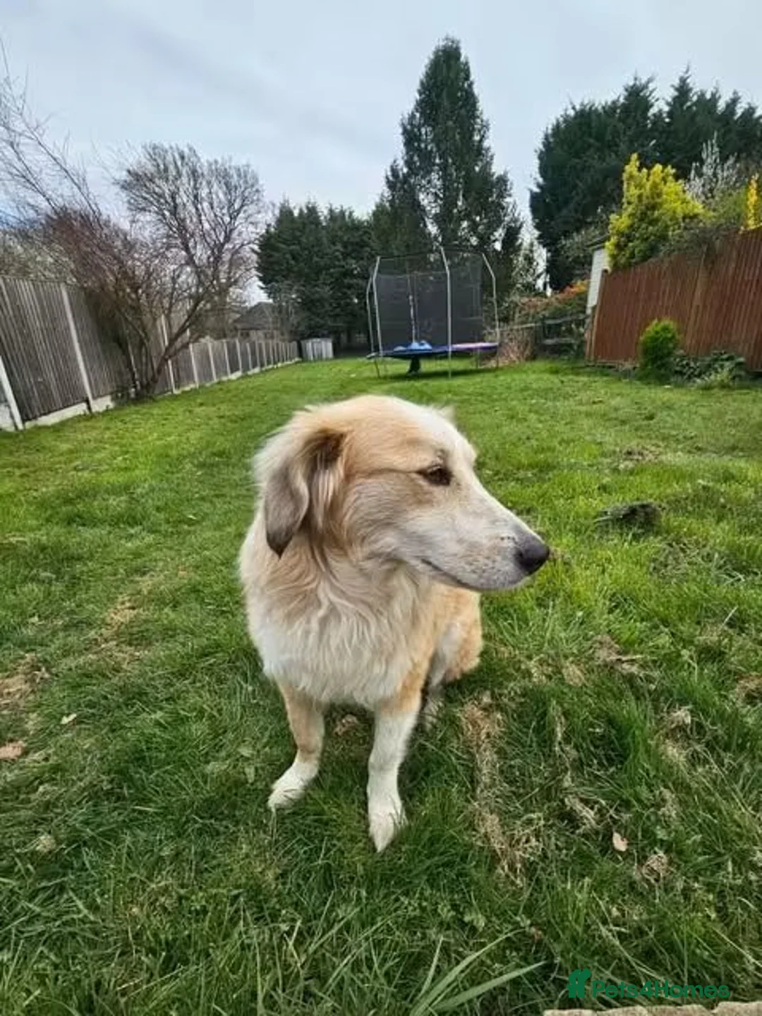 Mixed Breed dogs for adoption: Meet Elphie, currently residing in Cheshire in Nantwich - Advert 2