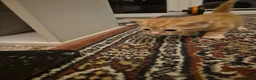 British Shorthair cats for sale: Beautiful kittens - Advert 22