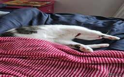 Mixed Breed cats for sale: Loving home needed for Chloe - Image 8