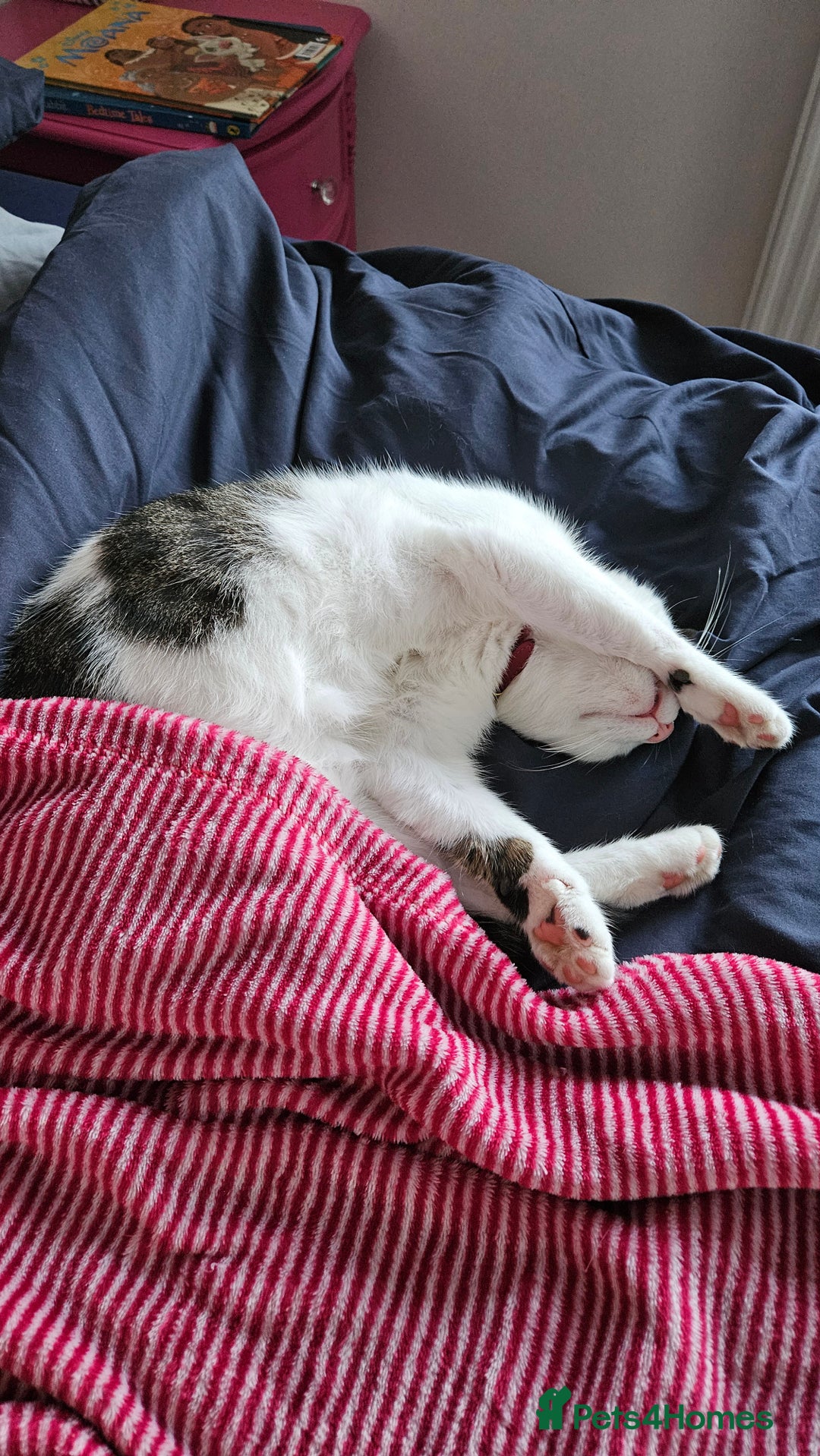 Mixed Breed cats for sale: Loving home needed for Chloe - Image 8