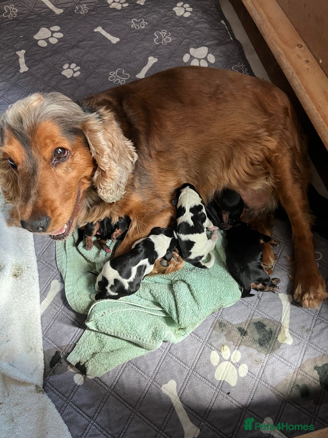 Cocker Spaniel dogs for sale: LAST BOY AVAILABLE  5 Star SHOW COCKER  - Image 4