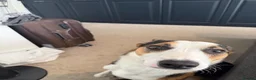 Border Collie dogs for sale: Mr Benji in Shrewsbury - Advert 2