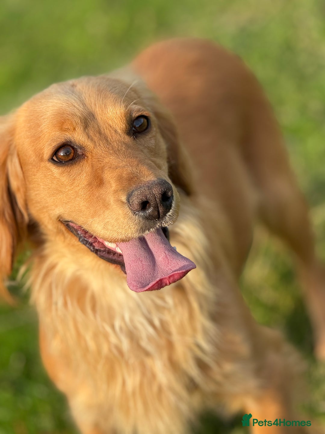 Cocker Spaniel dogs for sale: Gorgeous KC Working Cocker Spaniels- Health Tested - Image 19
