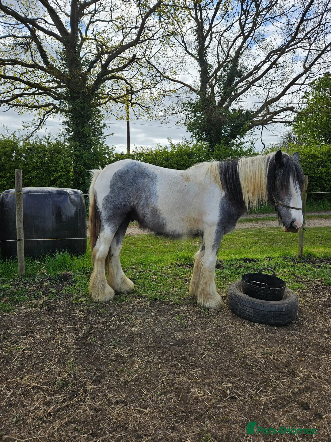 Other Breed horses for sale: Maxi cob type gelding  - Advert 15