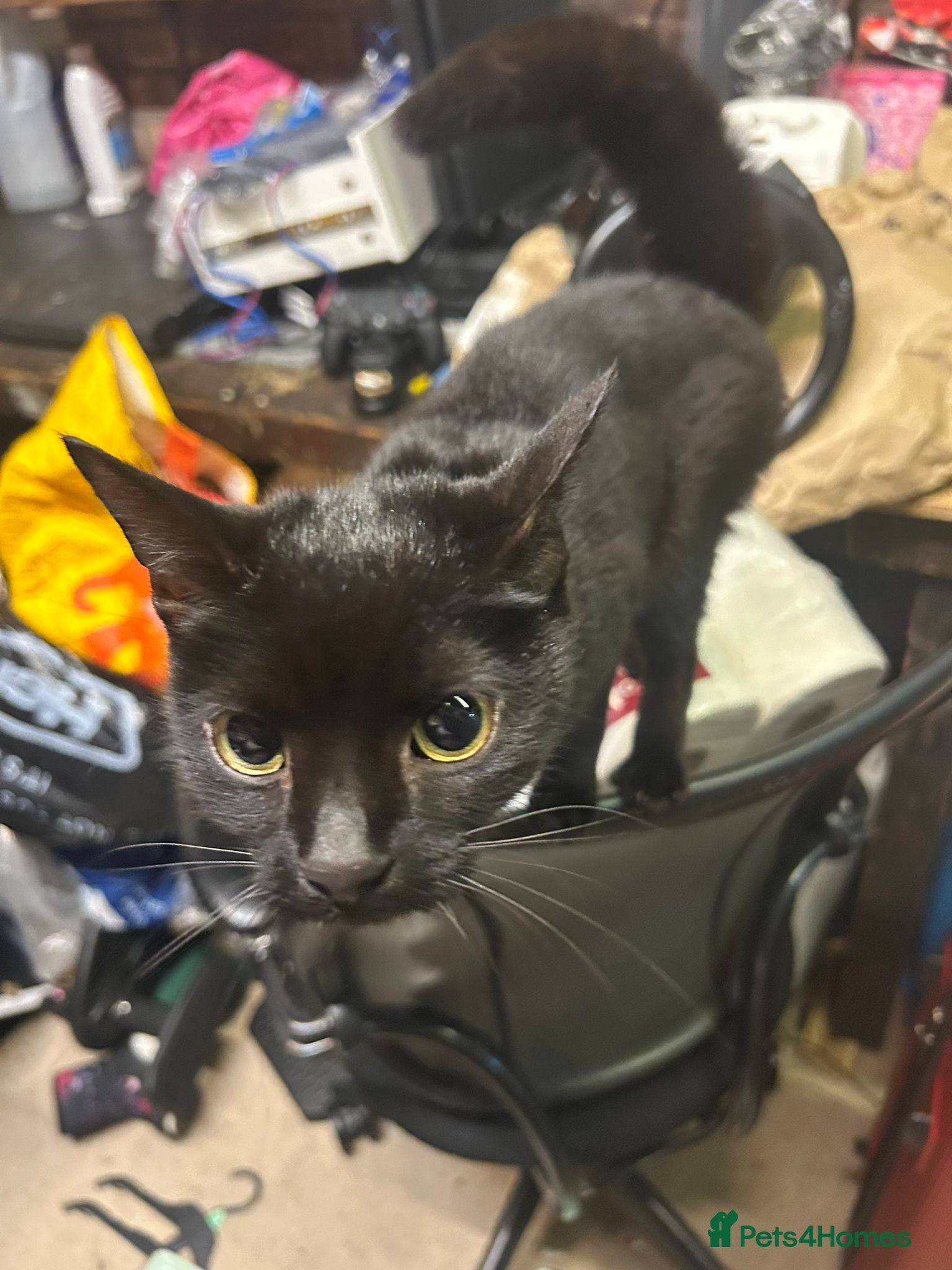 Mixed Breed cats Need immediate rehoming - Advert 6