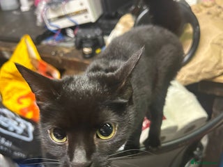 Mixed Breed cats Need immediate rehoming - Advert 4