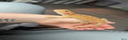 Bearded Dragon reptiles for sale: Young Bearded Dragon in Maryport - Advert 2