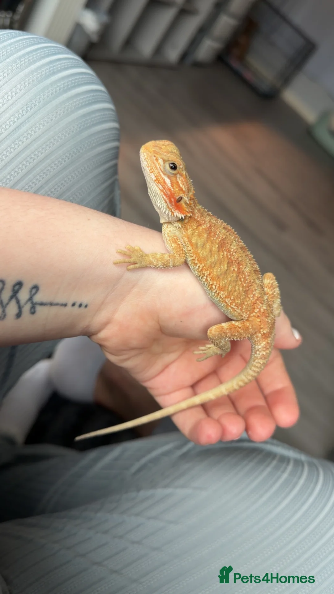 Bearded Dragon reptiles for sale: Young Bearded Dragon in Maryport - Advert 2