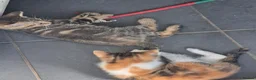 Mixed Breed cats for sale: 3 Beautiful Maine CoonXCalaco Kittens 1 Boy 2 Girl in Bridgnorth - Advert 7