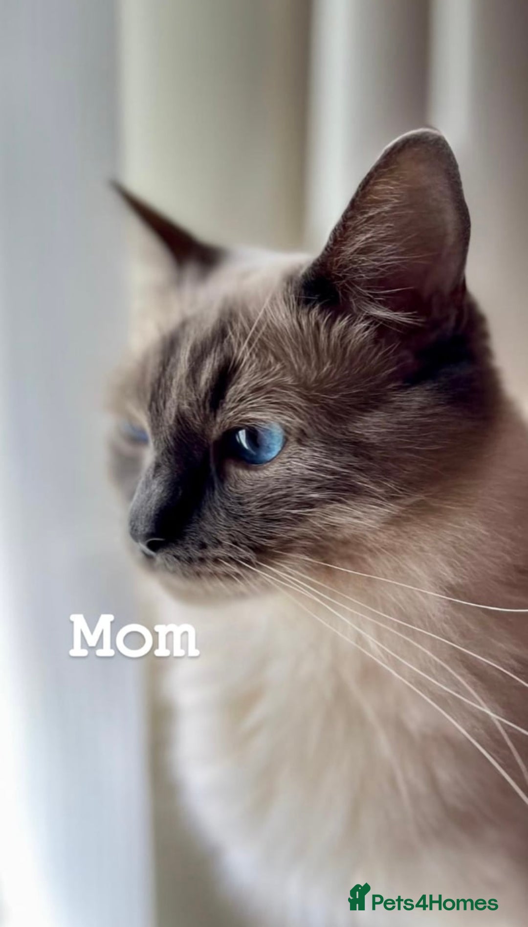 Ragdoll cats for sale: ragdoll kittens - Advert 13