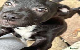 Mixed Breed dogs for sale: Staffy x Belgian shepherd dog - Image 3