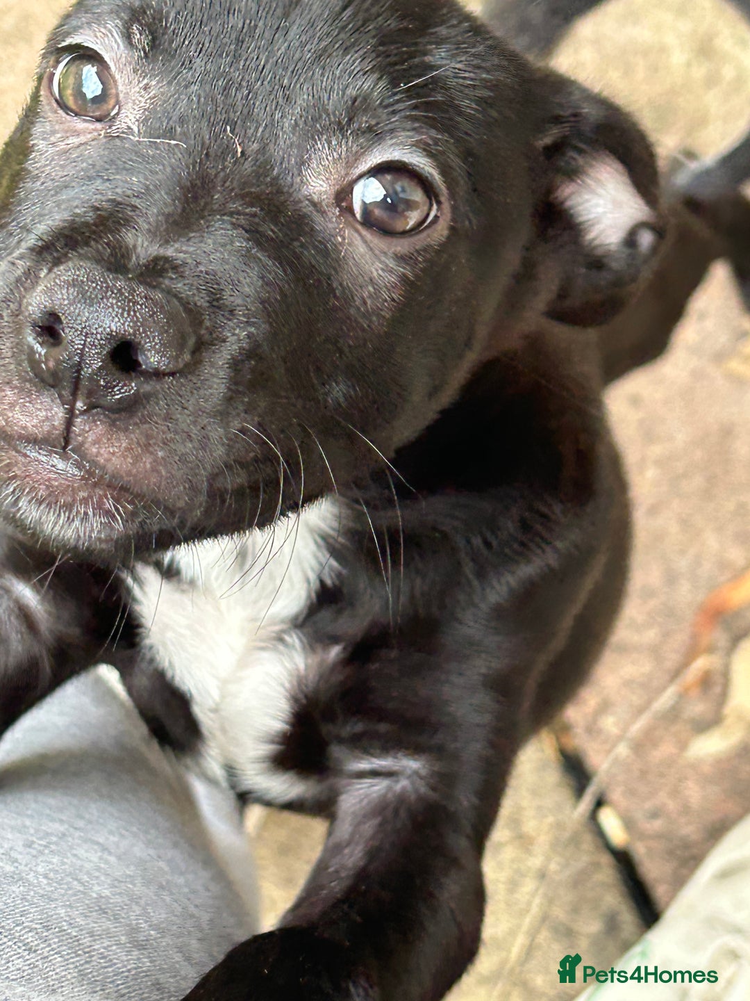 Mixed Breed dogs for sale: Staffy x Belgian shepherd dog - Image 3