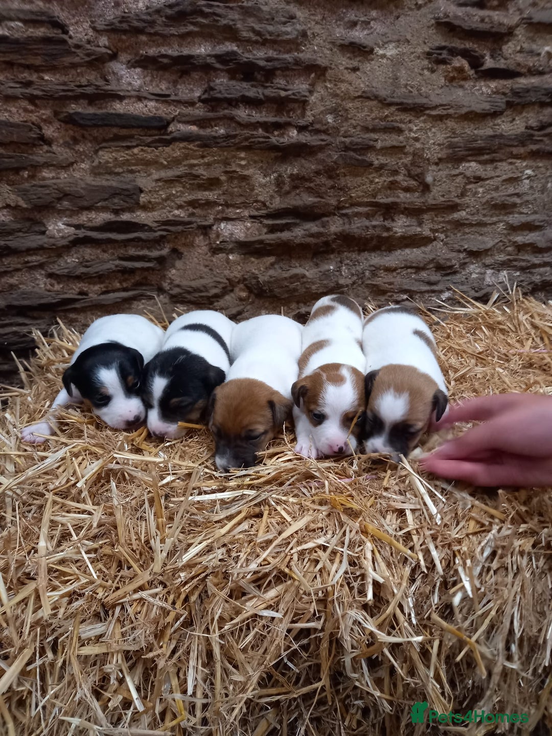 Jack Russell dogs for sale: Jack Russell puppies  - Image 2