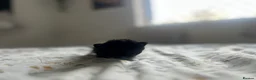 Mixed Breed cats for sale: 3 gorgeous Kittens for sale  - Advert 17