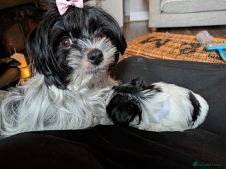 Biewer Terrier dogs Adorable Purebred Biewers - Advert 15