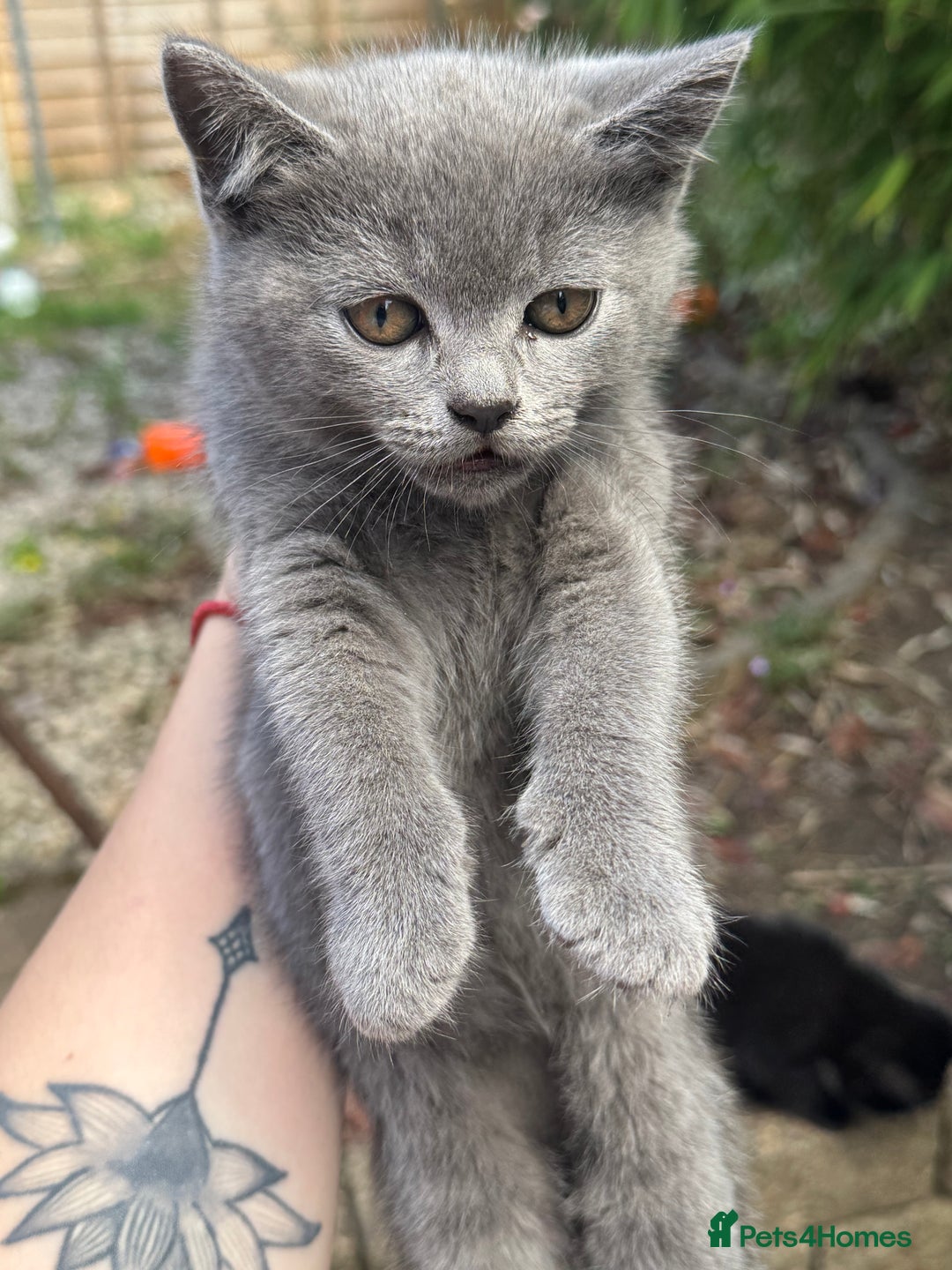 British Shorthair cats for sale: Beautiful British cat  - Image 15