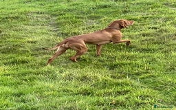 Hungarian Vizsla dogs for sale: Wonderful puppies from mum with 0/0 hip score.  - Image 10